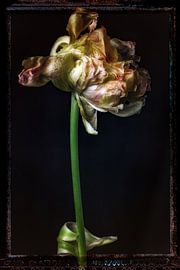 Old Flowers 12 by Henk Leijen