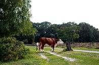 Hereford cows - mother and calf by Jaleesa Koelen thumbnail
