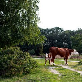 Hereford koeien - moeder en kalf van Jaleesa Koelen