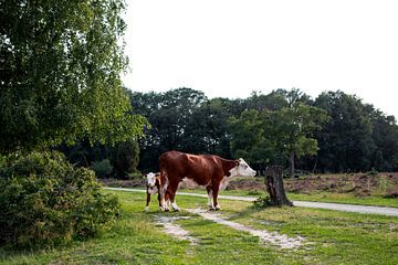 Hereford koeien - moeder en kalf van Jaleesa Koelen