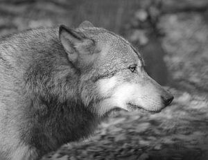 Wolf in Schwarz und Weiß
