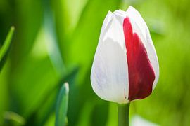 Dare to be different by Joyce de Vries