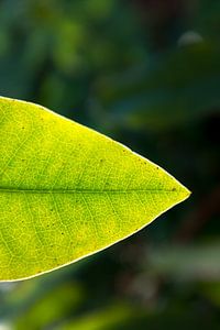 macrophoto feuille de rhododendron vert | photo nature fine art | art botanique sur Karijn | Fine art Natuur en Reis Fotografie
