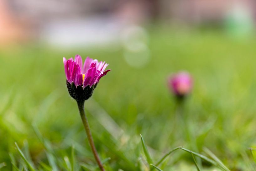 Pink daisy in the grass by Ann Motet