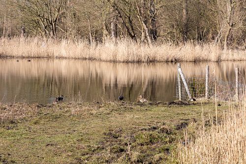watertje in Spijkenisse