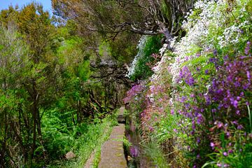 Levada das 25 Fontes und Levada do Risco Gehwege auf Madeira von Sjoerd van der Wal Fotografie