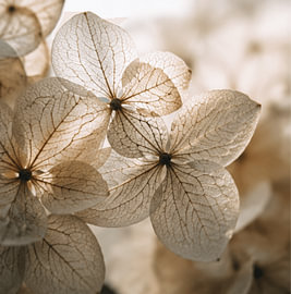 Gros plan sur une fleur  sur KijkKunst