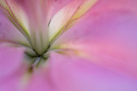 Lily by Monique Plantinga