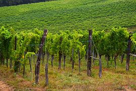 Vignoble dans les Pyrénées avec des feuilles vertes et des raisins sur les vignes sur Studio LE-gals