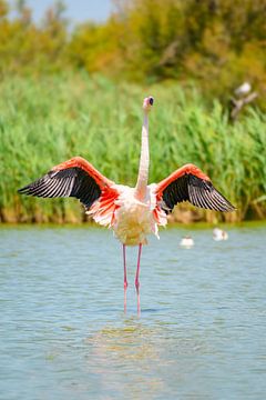 Flamingo in een wetland in de kuststreek van Camarque in het zuiden van Sjoerd van der Wal Fotografie