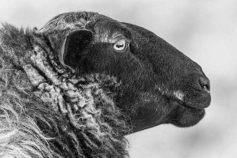 Drents Heideschaap by Marieke Deinum
