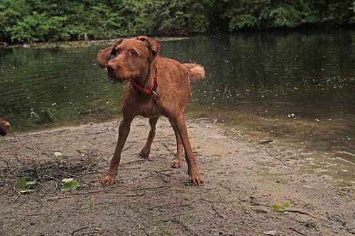 Waterspelletjes aan het meer met een bruine Magyar Vizsla draadhaar.