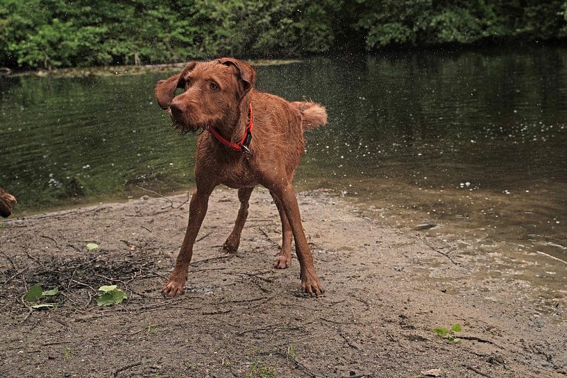 Water games at the lake with a brown Magyar Vizsla wirehair. by Babetts Bildergalerie