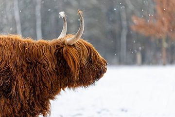 Schotse Hooglander in de sneeuw in Montfort. van Jack's Eye