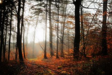 De herfst nodigt uit tot wandelen van Dieter Ludorf