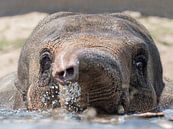 Olifant aan het zwemmen in het water van Patrick van Bakkum thumbnail