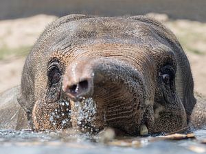 Elephant swimming in the water von Patrick van Bakkum