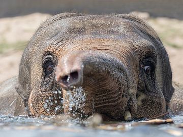 Elephant swimming in the water von Patrick van Bakkum
