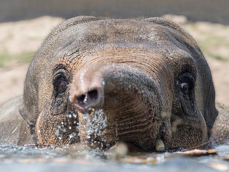 Olifant aan het zwemmen in het water van Patrick van Bakkum