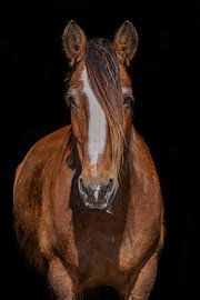 Glinda by Eilandkarakters Ameland