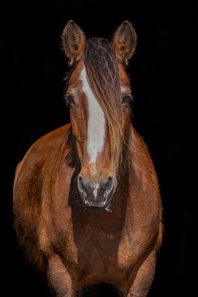 Glinda par Eilandkarakters Ameland