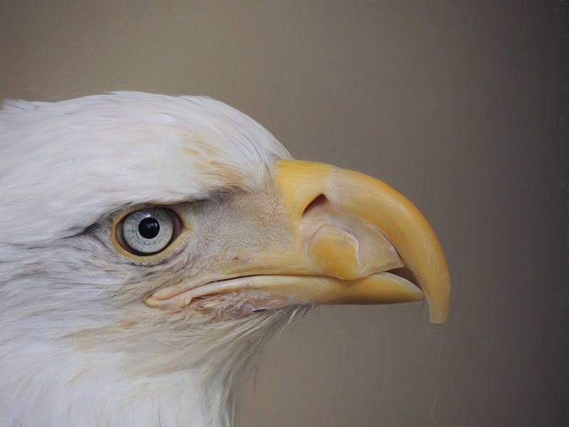 American Bald eagle by Maurice Dawson