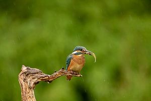 Eisvogel mit Fisch von Tanja van Beuningen