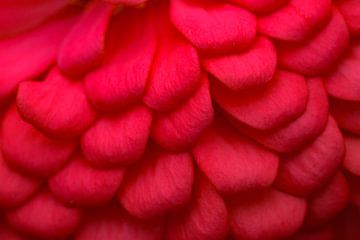 Rode bloem close-up
