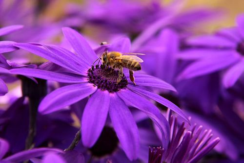 bij op paarse bloem