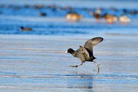 Blässhuhn von Karin Jähne