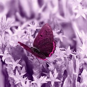 Schmetterling