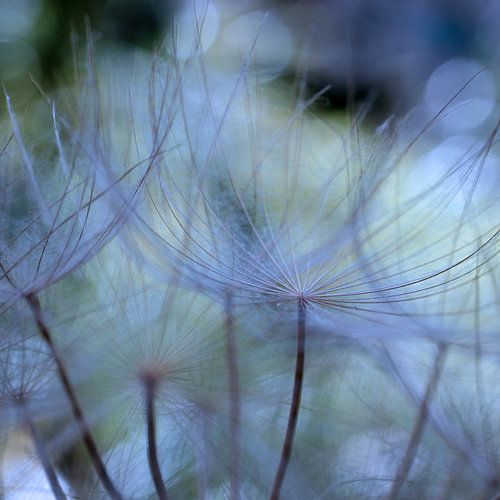 Tragopogon porrifolius