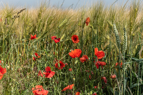 Mohnblumen