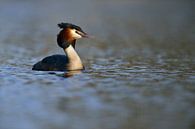 Haubentaucher (Podiceps cristatus  ) schwimmt durch vom Wind gekräuselten Wasser, wildlife, Europa. von wunderbare Erde Miniaturansicht