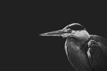 Heron in black and white by Elianne van Turennout