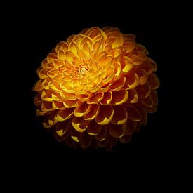 Dahlia oranje bloem van Johannes Schotanus