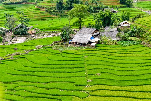 Rice paddies in the mountains of Vietnam by Richard van der Woude