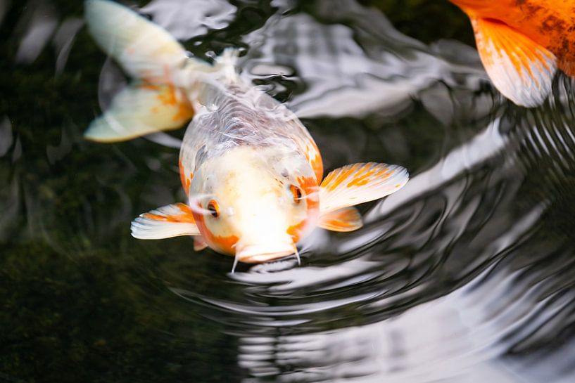 Unter Wasser - Zen in der Orchideeënhoeve von Gerda Hoogerwerf