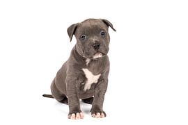 Een American Bully of Buldog pup zittend tegen een witte achtergrond van Leoniek van der Vliet