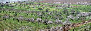 La Wachau au printemps