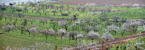 Danube valley in spring