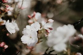 Blume von Sanne van Pinxten