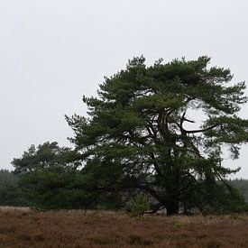 Baum auf Heidelandschaft Hondsrug in Drenthe von ESB-Fotografie