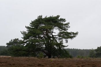 Baum auf Heidelandschaft Hondsrug in Drenthe