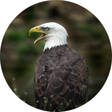 Amerikaanse zeearend, Hertog van Loek Lobel