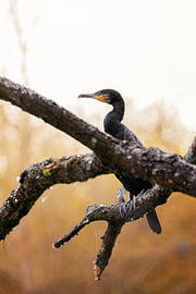 Un cormoran guette sur Niklas Voth