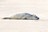 zeehonden pup op het Noordzee strand