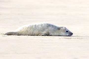 Bébé phoque sur une plage de la mer du Nord sur PIX on the wall