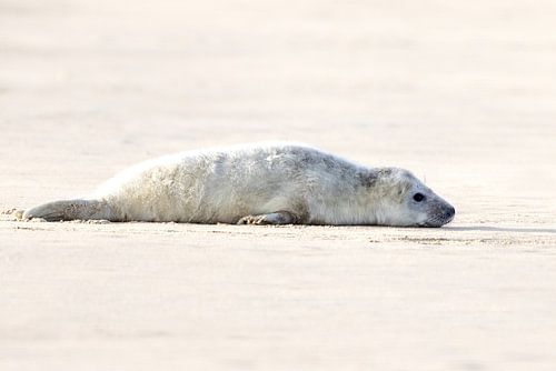 zeehonden pup op het Noordzee strand