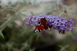 Vlinder paar van Sophie Luther